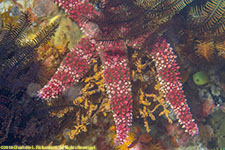 sea star